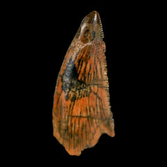 Abelisaur Fossils Teeth