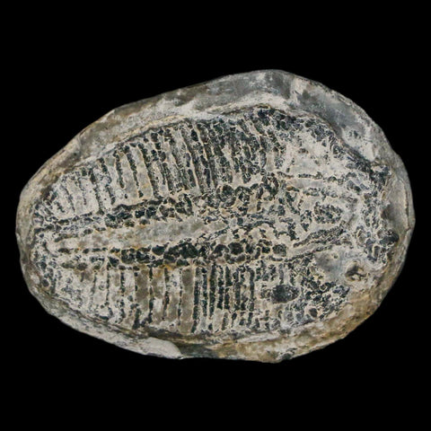 1.2" Elrathia Kingi Trilobite Fossil Utah Cambrian Age 521 Million Years Old COA - Fossil Age Minerals