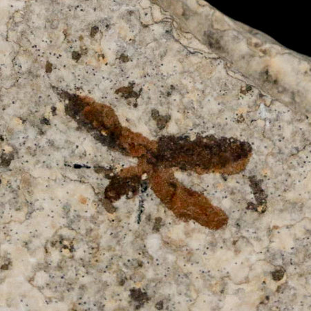 0.7 Detailed Fossil March Fly Insect Green River FM Uintah County UT Eocene Age