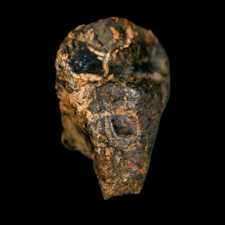 0.7" Triceratops Fossil Crown Tooth Hell Creek FM Cretaceous Dinosaur MT COA