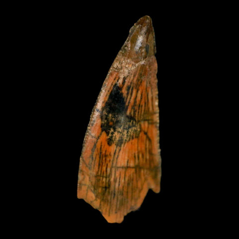 0.9" Abelisaur Serrated Tooth Fossil Cretaceous Age Dinosaur Morocco COA, Display - Fossil Age Minerals