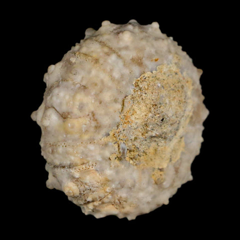 28MM Detailed Fossil Goniopygus Sp Sea Urchin Echinoid Cretaceous Morocco - Fossil Age Minerals
