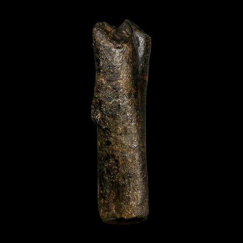 4.5" Hypacrosaurus Dinosaur Fossil Vertebrae Process Two Medicine FM Montana COA - Fossil Age Minerals