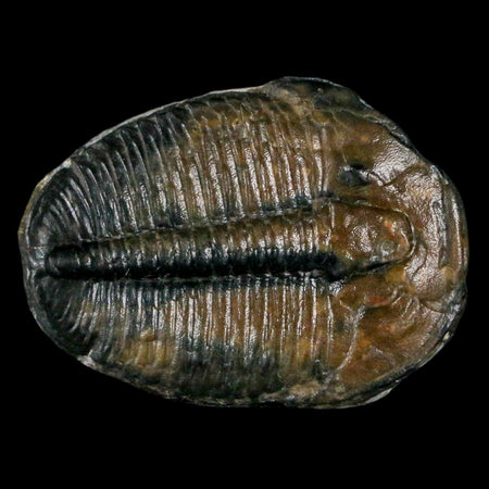 1.2" Elrathia Kingi Trilobite Fossil Utah Cambrian Age 521 Million Years Old COA