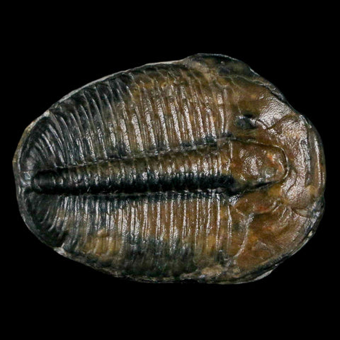 1.2" Elrathia Kingi Trilobite Fossil Utah Cambrian Age 521 Million Years Old COA - Fossil Age Minerals