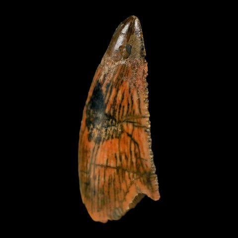 0.9" Abelisaur Serrated Tooth Fossil Cretaceous Age Dinosaur Morocco COA, Display - Fossil Age Minerals