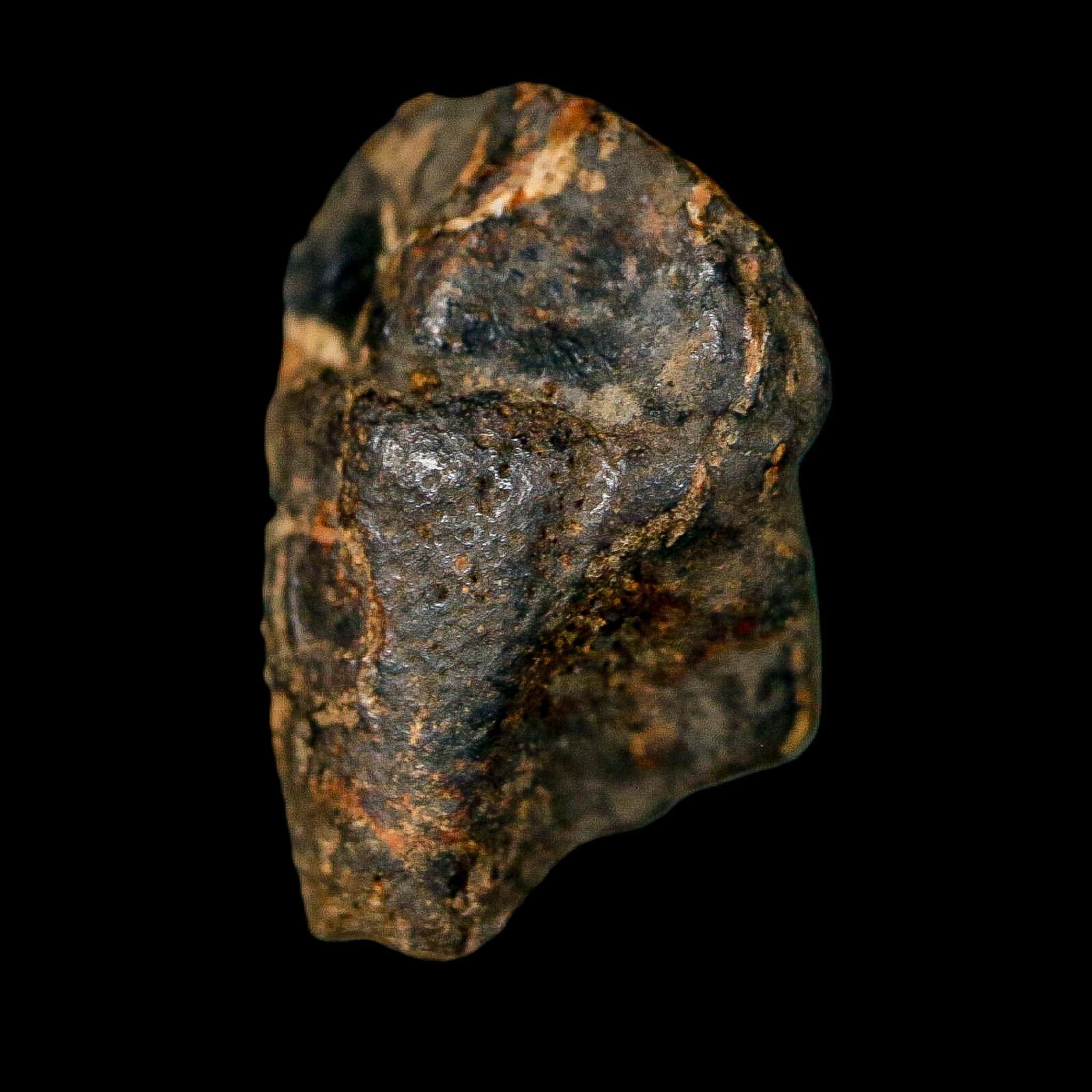 0.7" Triceratops Fossil Crown Tooth Hell Creek FM Cretaceous Dinosaur MT COA - Fossil Age Minerals