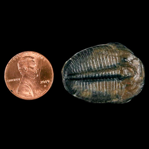 1.2" Elrathia Kingi Trilobite Fossil Utah Cambrian Age 521 Million Years Old COA - Fossil Age Minerals