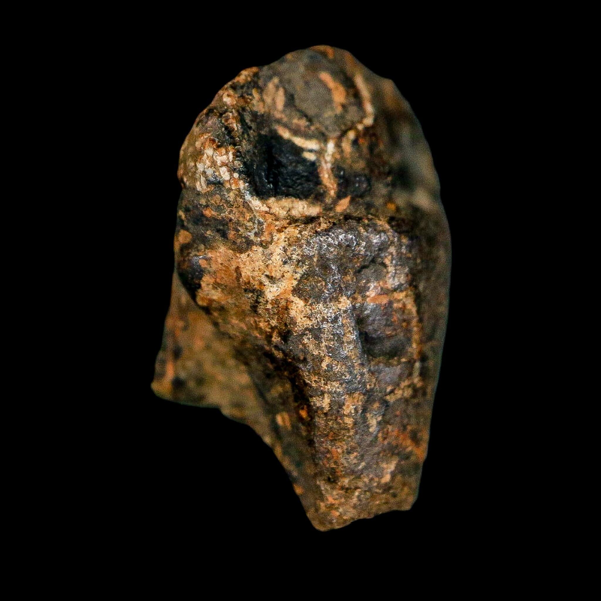 0.7" Triceratops Fossil Crown Tooth Hell Creek FM Cretaceous Dinosaur MT COA - Fossil Age Minerals