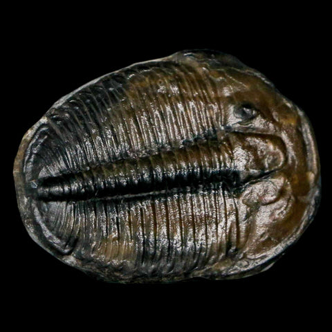 1.2" Elrathia Kingi Trilobite Fossil Utah Cambrian Age 521 Million Years Old COA - Fossil Age Minerals