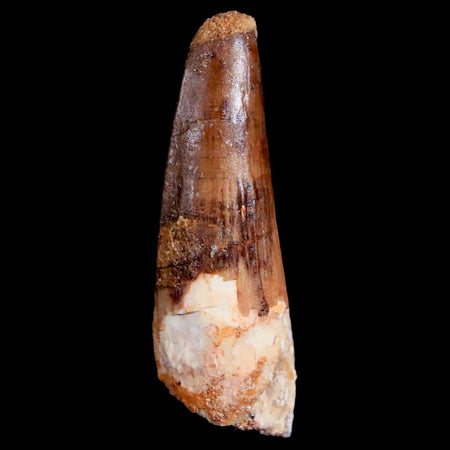1.9" Spinosaurus Fossil Tooth 100 Mil Yrs Old Cretaceous Dinosaur COA & Stand