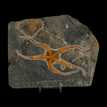 6" Brittlestar Ophiura Sp Starfish Fossil Ordovician Age Morocco COA & Stand
