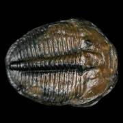 1.2" Elrathia Kingi Trilobite Fossil Utah Cambrian Age 521 Million Years Old COA