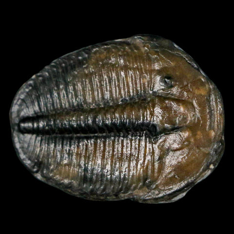 1.2" Elrathia Kingi Trilobite Fossil Utah Cambrian Age 521 Million Years Old COA - Fossil Age Minerals