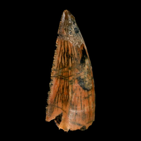 0.9" Abelisaur Serrated Tooth Fossil Cretaceous Age Dinosaur Morocco COA, Display - Fossil Age Minerals