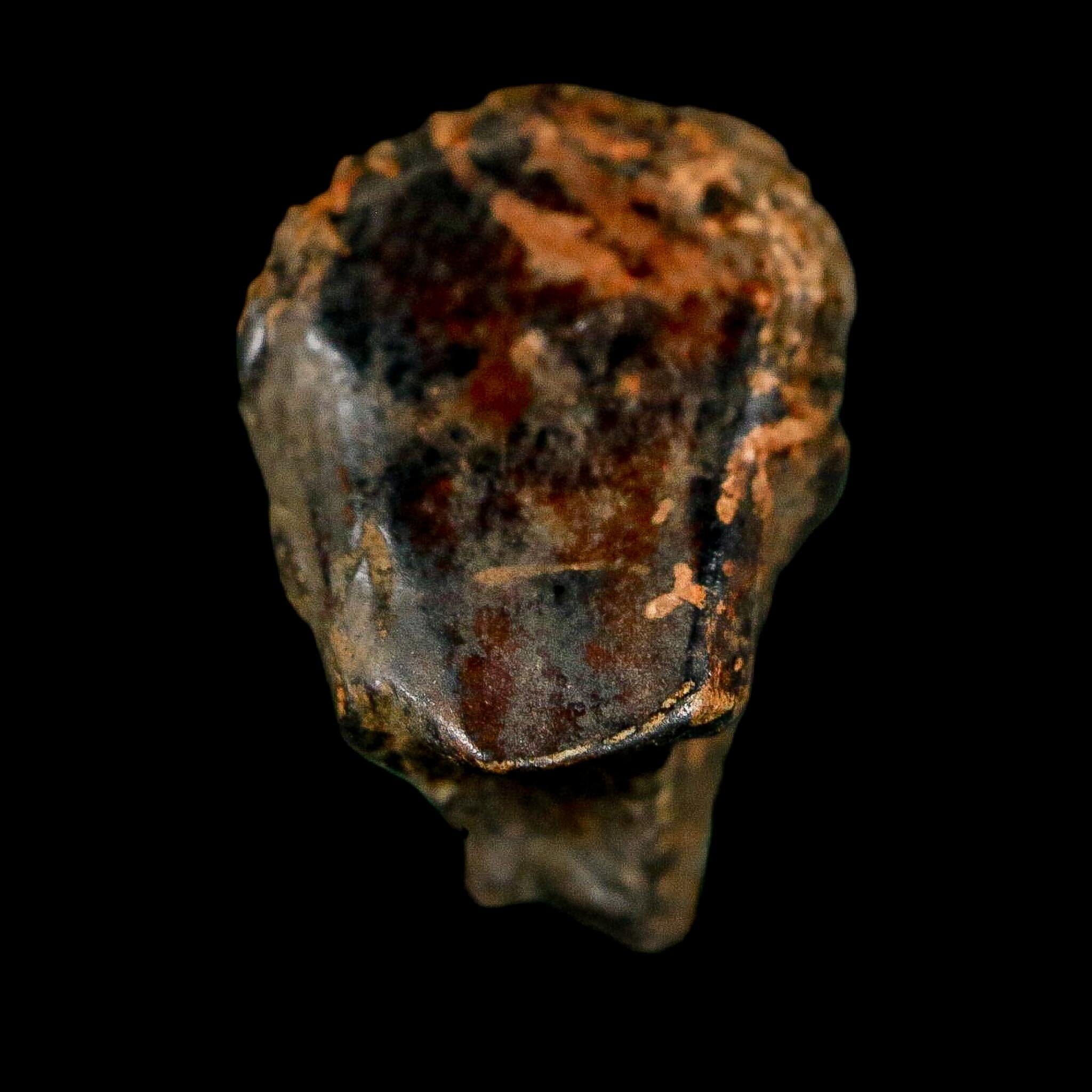 0.7" Triceratops Fossil Crown Tooth Hell Creek FM Cretaceous Dinosaur MT COA - Fossil Age Minerals
