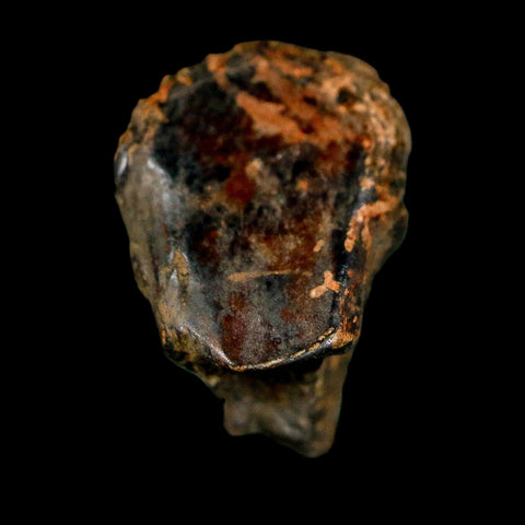 0.7" Triceratops Fossil Crown Tooth Hell Creek FM Cretaceous Dinosaur MT COA