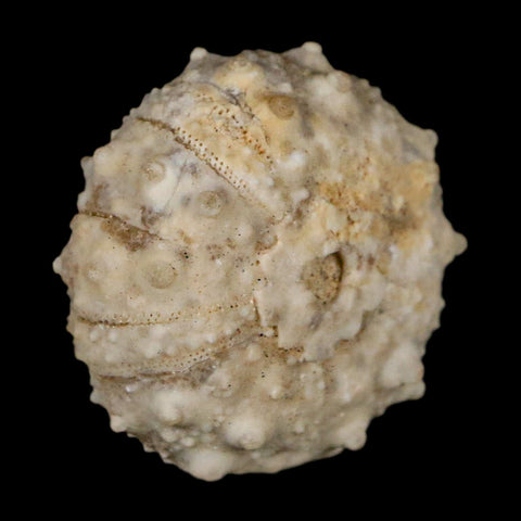 28MM Detailed Fossil Goniopygus Sp Sea Urchin Echinoid Cretaceous Morocco - Fossil Age Minerals