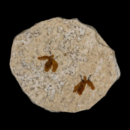 2 Two Detailed Fossil March Fly Insect Green River FM Uintah County UT Eocene Age