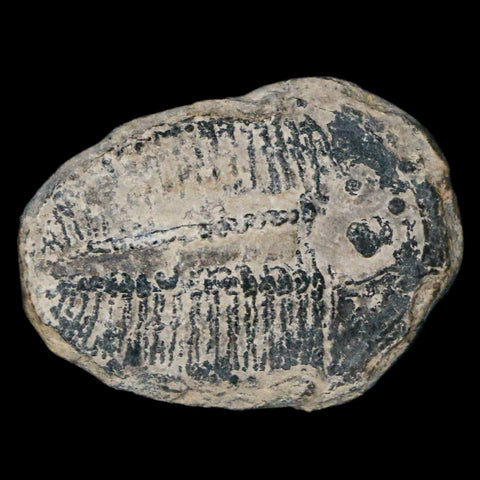 1.2" Elrathia Kingi Trilobite Fossil Utah Cambrian Age 521 Million Years Old COA - Fossil Age Minerals