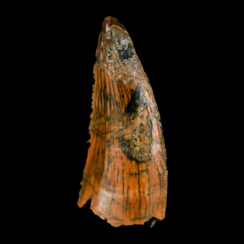 0.9" Abelisaur Serrated Tooth Fossil Cretaceous Age Dinosaur Morocco COA, Display - Fossil Age Minerals