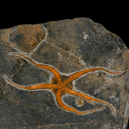 6" Brittlestar Ophiura Sp Starfish Fossil Ordovician Age Morocco COA & Stand