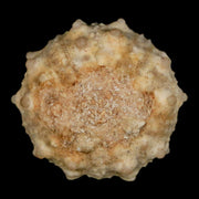 30MM Detailed Fossil Goniopygus Sp Sea Urchin Echinoid Cretaceous Morocco
