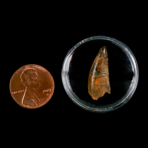 0.9" Abelisaur Serrated Tooth Fossil Cretaceous Age Dinosaur Morocco COA, Display - Fossil Age Minerals