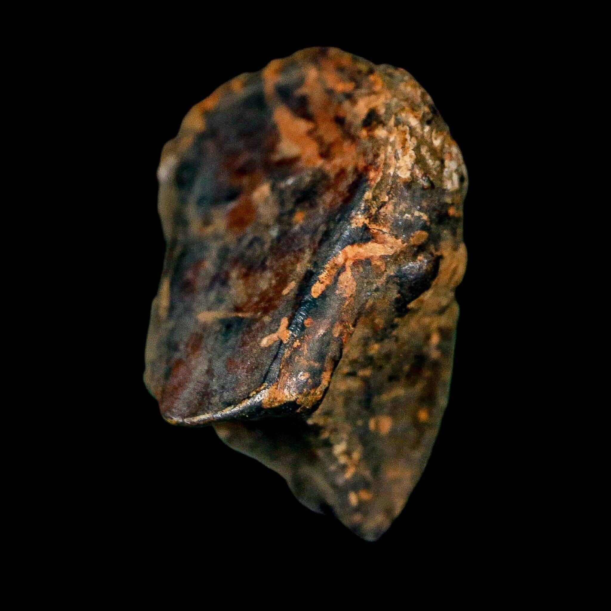 0.7" Triceratops Fossil Crown Tooth Hell Creek FM Cretaceous Dinosaur MT COA - Fossil Age Minerals