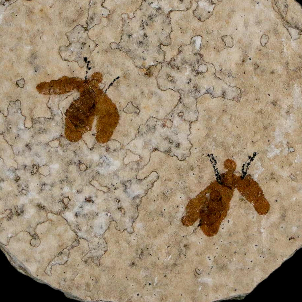 Buy Fossil Insects Prehistoric Insect Specimens Online