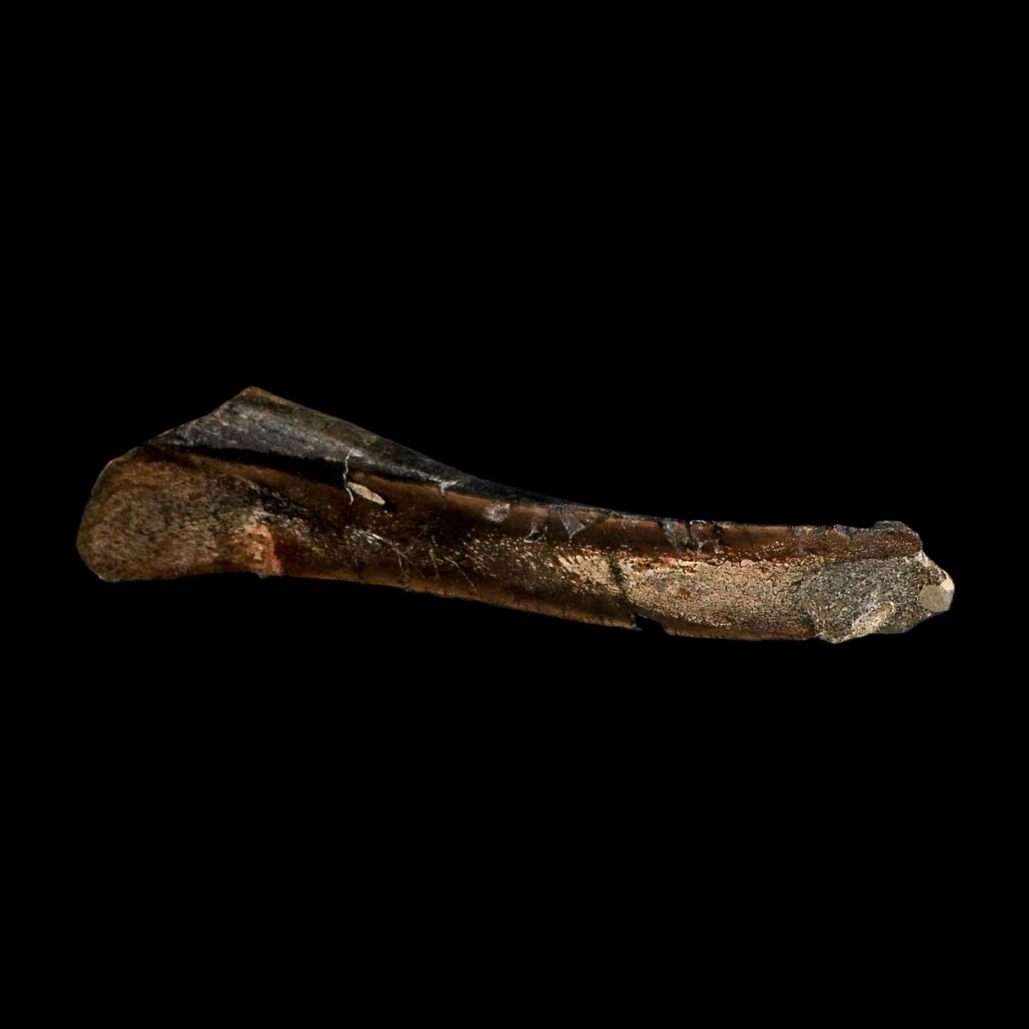 8.3" Polished Hypacrosaurus Dinosaur Fossil Metacarpal Two Medicine FM MT COA - Fossil Age Minerals