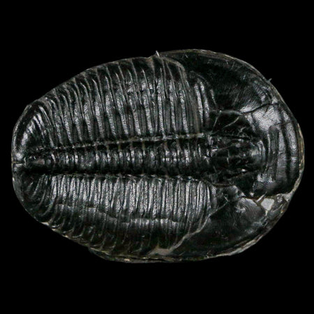1.2" Elrathia Kingi Trilobite Fossil Utah Cambrian Age 521 Million Years Old COA