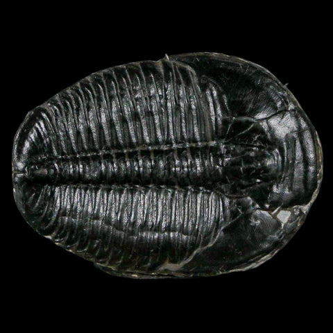 1.2" Elrathia Kingi Trilobite Fossil Utah Cambrian Age 521 Million Years Old COA - Fossil Age Minerals