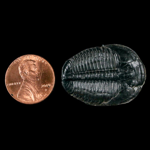 1.2" Elrathia Kingi Trilobite Fossil Utah Cambrian Age 521 Million Years Old COA - Fossil Age Minerals