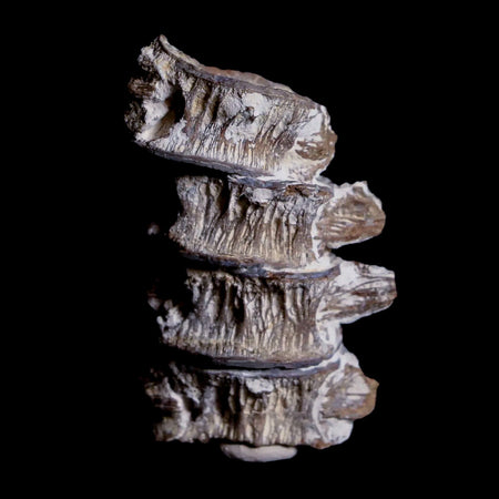 1.7" Xiphactinus Audax Fossil Vertebrae Cretaceous Era Fish Niobrara FM Kansas
