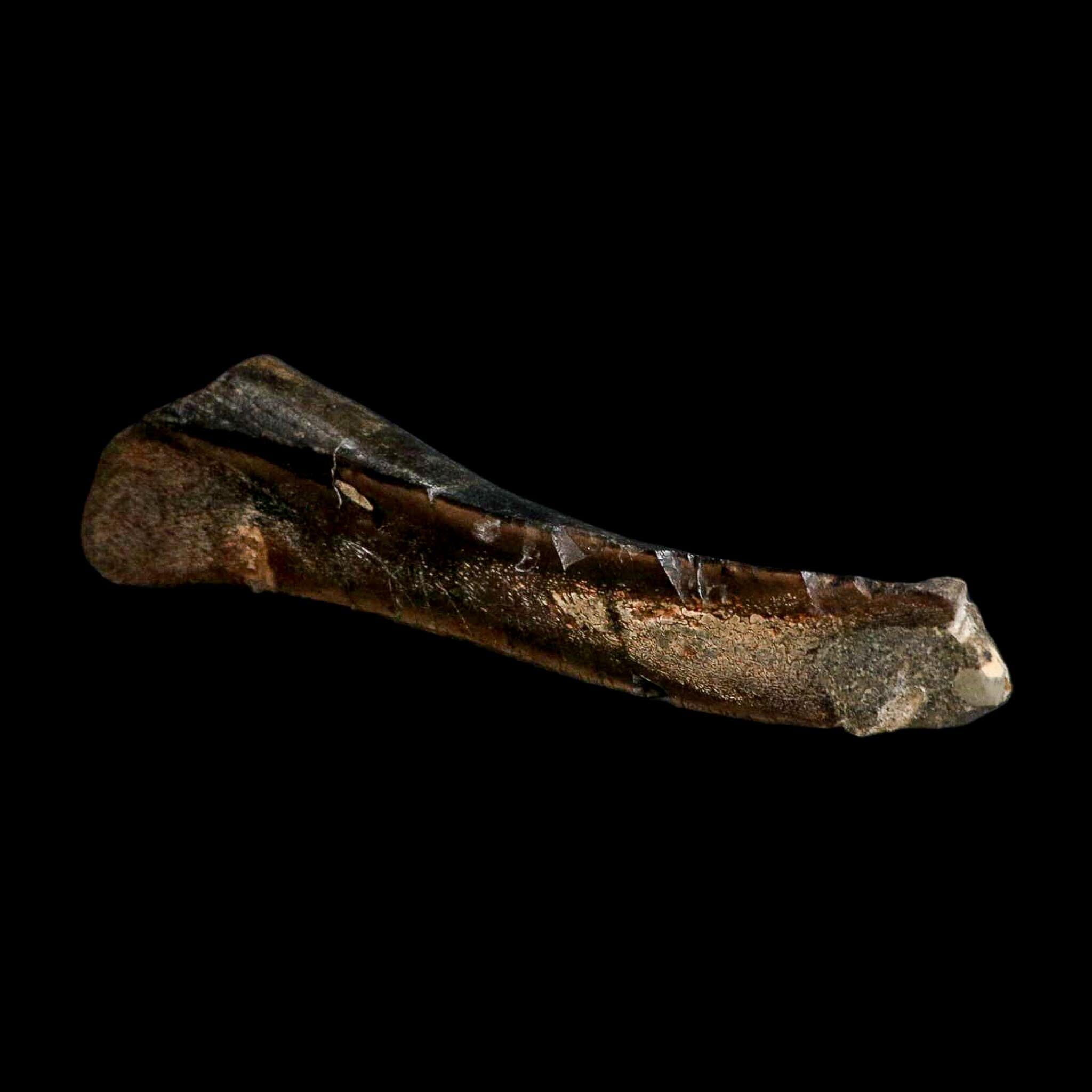 8.3" Polished Hypacrosaurus Dinosaur Fossil Metacarpal Two Medicine FM MT COA - Fossil Age Minerals
