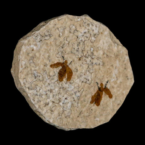 2 Two Detailed Fossil March Fly Insect Green River FM Uintah County UT Eocene Age