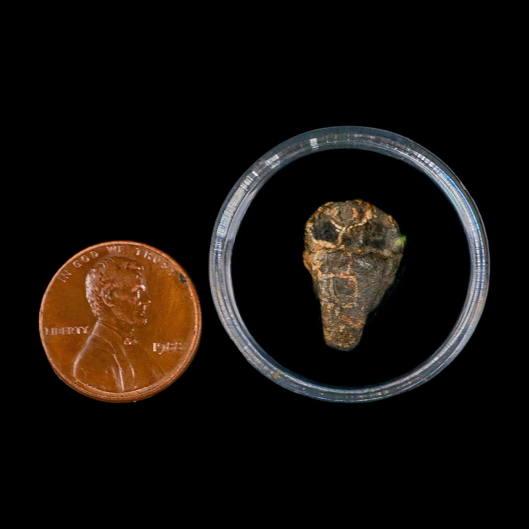 0.7" Triceratops Fossil Crown Tooth Hell Creek FM Cretaceous Dinosaur MT COA - Fossil Age Minerals