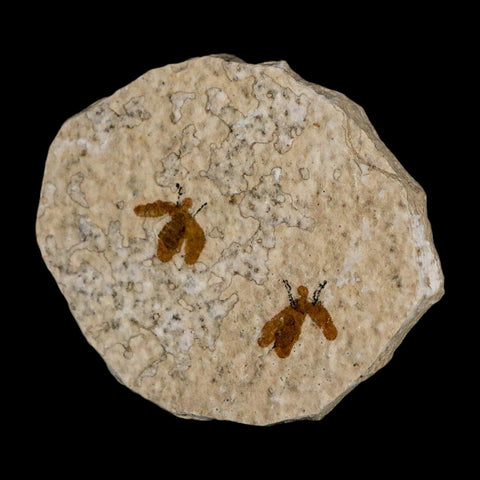 2 Two Detailed Fossil March Fly Insect Green River FM Uintah County UT Eocene Age