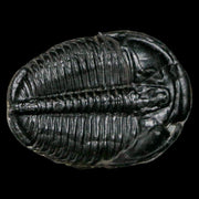 1.2" Elrathia Kingi Trilobite Fossil Utah Cambrian Age 521 Million Years Old COA