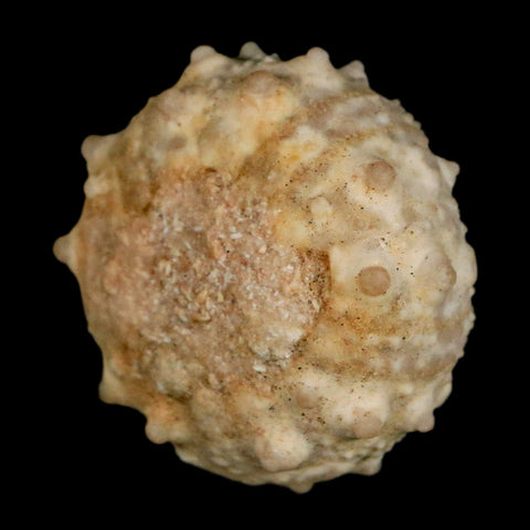 30MM Detailed Fossil Goniopygus Sp Sea Urchin Echinoid Cretaceous Morocco - Fossil Age Minerals