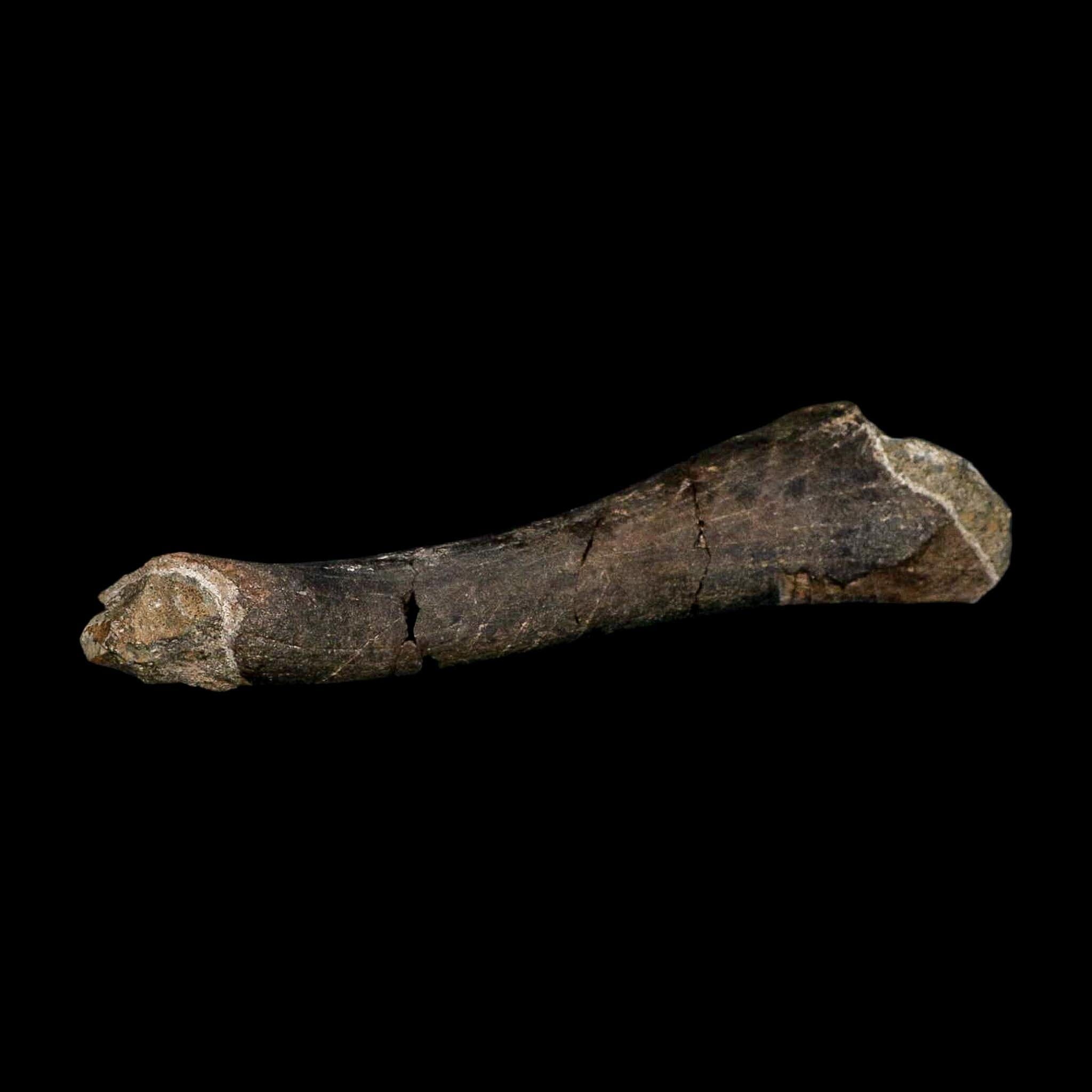 8.3" Polished Hypacrosaurus Dinosaur Fossil Metacarpal Two Medicine FM MT COA - Fossil Age Minerals