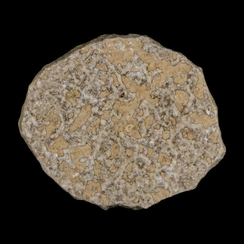 2 Two Detailed Fossil March Fly Insect Green River FM Uintah County UT Eocene Age