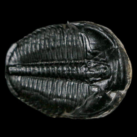 1.2" Elrathia Kingi Trilobite Fossil Utah Cambrian Age 521 Million Years Old COA - Fossil Age Minerals