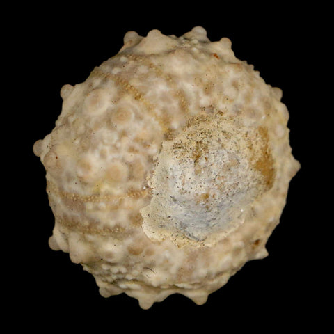 30MM Detailed Fossil Goniopygus Sp Sea Urchin Echinoid Cretaceous Morocco - Fossil Age Minerals