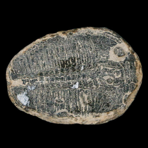 1.2" Elrathia Kingi Trilobite Fossil Utah Cambrian Age 521 Million Years Old COA - Fossil Age Minerals