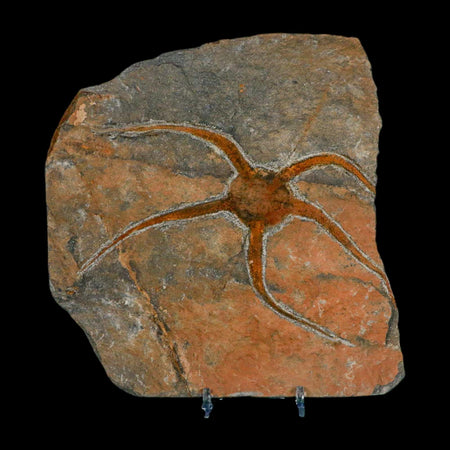 5.3" Brittlestar Ophiura Sp Starfish Fossil Ordovician Age Morocco COA & Stand