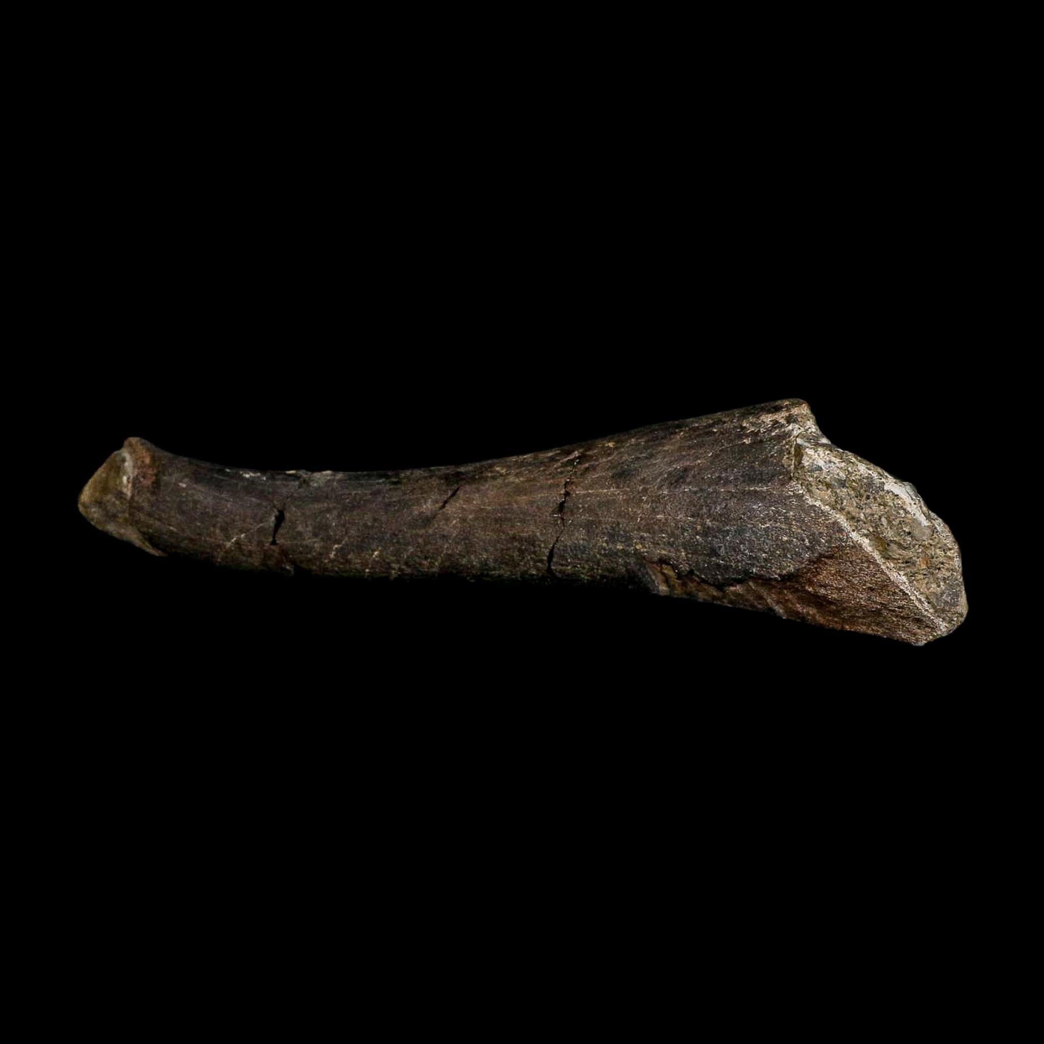 8.3" Polished Hypacrosaurus Dinosaur Fossil Metacarpal Two Medicine FM MT COA - Fossil Age Minerals