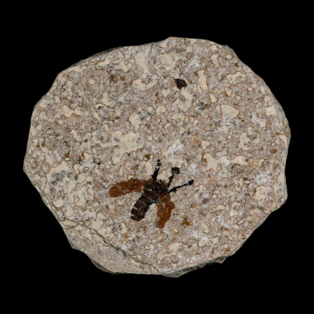 0.5 Detailed Fossil March Fly Insect Green River FM Uintah County UT Eocene Age