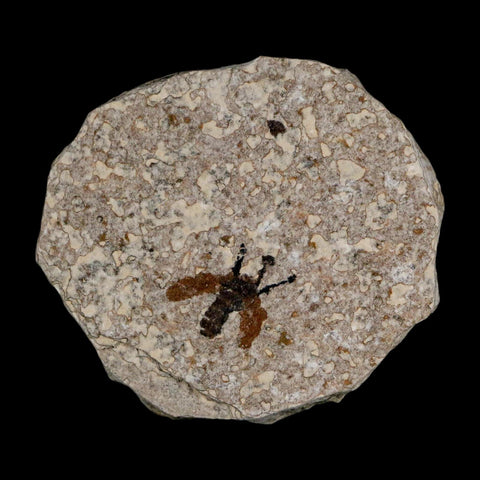 0.5 Detailed Fossil March Fly Insect Green River FM Uintah County UT Eocene Age